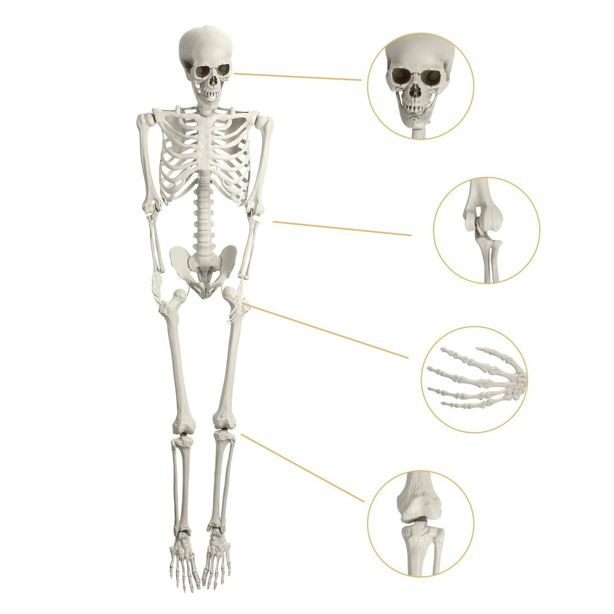 Life Size Poseable Skeleton with Movable Joints D182041