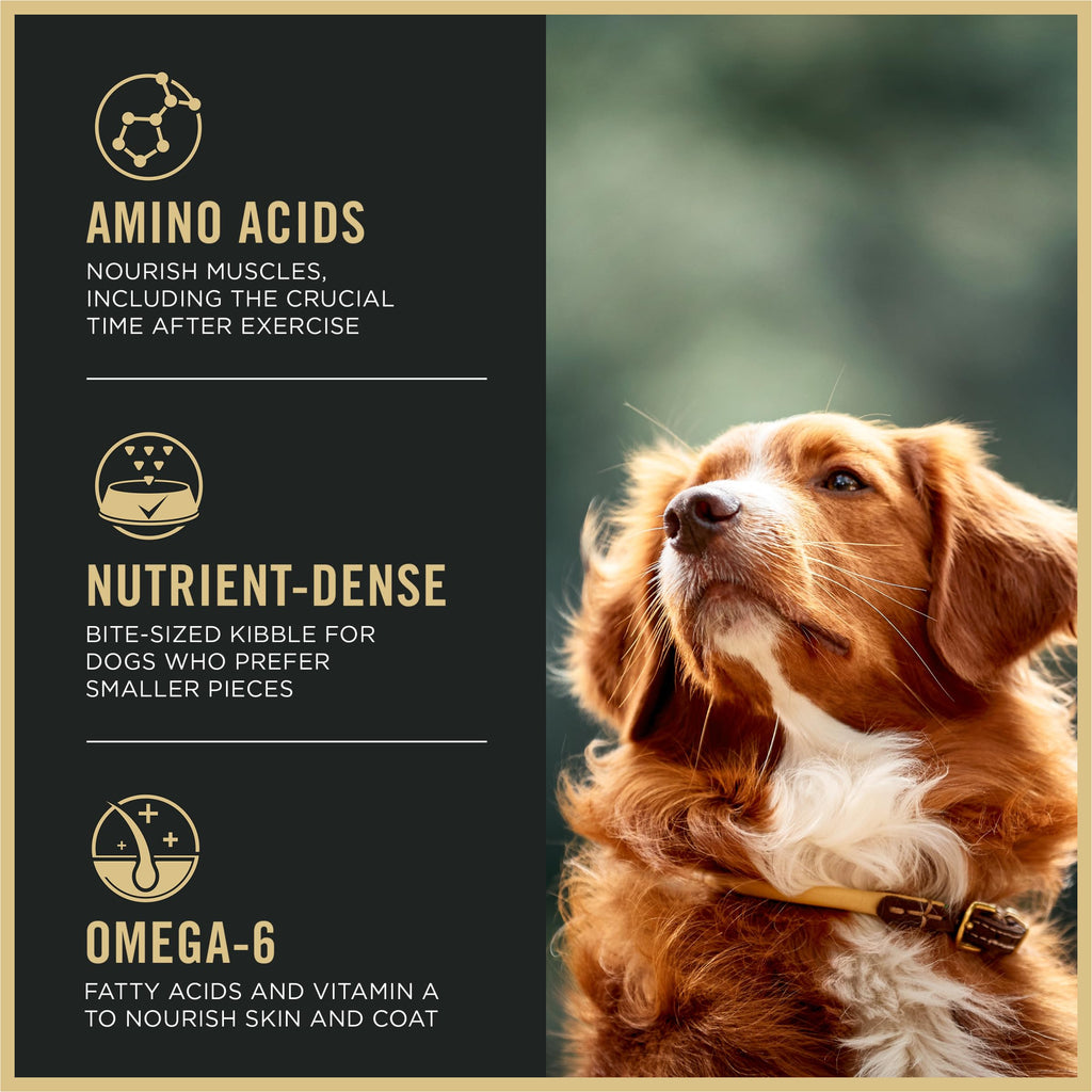 High Protein Small Bites Lamb & Rice Dog Food 37.5 Pound Y2850